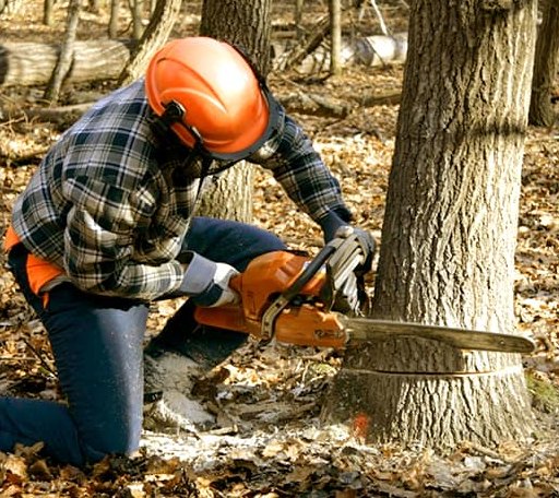 Tree Removal in Concord, VA